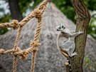 Lemur v ZOO Hluboká nad Vltavou
