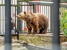 Medvd hndý v ZOO Hluboká nad Vltavou