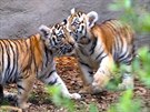 Mláata tygra ussurijského v ZOO Hluboká nad Vltavou