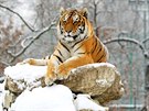 Tygr ussurijský v ZOO Hodonín