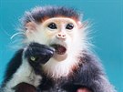 Ohroená opice langur duk v ZOO Chleby