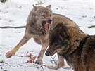Vlci ibertí v ZOO Jihlava