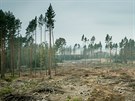 Krovec nií státní i soukromé lesy na Daicku.