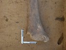 Archeologov u Drasenhofenu nali pozstatky mamut, ale i jinch zvat.