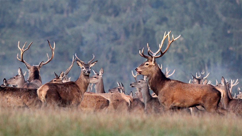 Nádherná majestátní zvířata, jeleni a laně