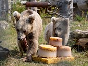 Vzcn medvdi plav v ZOO Hlubok nad Vltavou