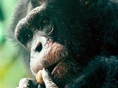 Šimpanz v ZOO Hodonín