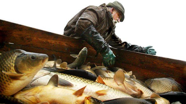 Veterini nadili usmrcen ryb v rybnku Bukov na Pardubicku.
