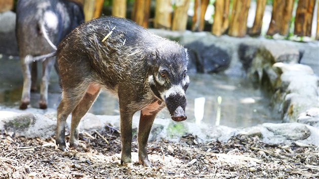 Prase visajansk v dnsk ZOO.