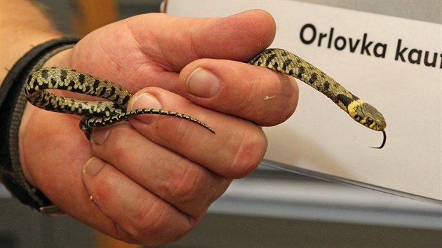 Uovka obojkov dostala u i jmno. O dalm psobiti letonho mldte rozhodnou testy DNA.