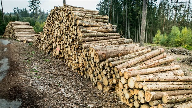 Vyten devo v lesch na Daicku, kter napadl krovec.