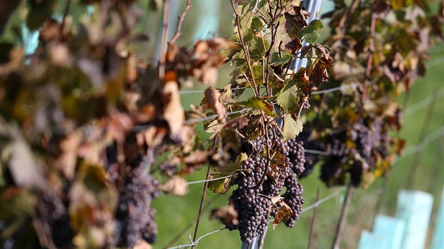Letošní horké a suché léto napumpovalo jihomoravské hrozny vyšší cukernatostí a naopak nižšími kyselinami, než je pro ně charakteristické.
Vinobraní pomalu končí, hotovo má třeba čejkovické Vinařství Radocha.