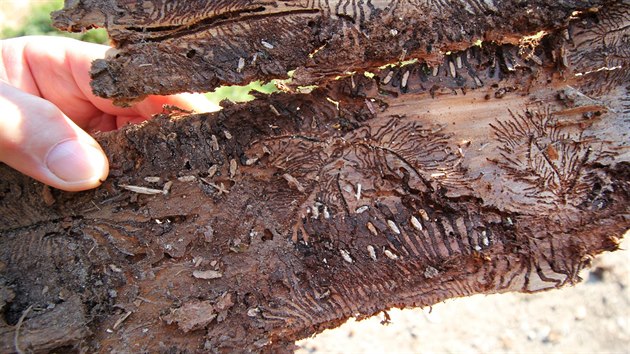 Kůrovec neboli lýkožrout smrkový napadá smrky převážně v nížinách. K jeho rozšíření výrazně přispělo sucho.