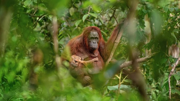 PŘÍRODA A VĚDA A ŽIVOTNÍ PROSTŘEDÍ (single) Lukáš Zeman, volný fotograf – Orangutaní matka s umírajícím potomkem: Orangutaní matka s umírajícím potomkem v náručí v oblasti centrálního Kalimantanu (Bornea) doplácí na kácení původního primárního pralesa.