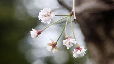 V Japonsku neoekávan rozkvetly sakury