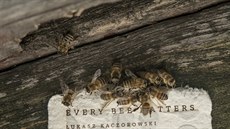 Recyklovaný papír by mohl pomoci klesajícímu stavu včel v Evropě.