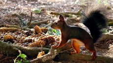 Veverky sbírají lískové ořechy, nosí si je na hromadu, zahrabávají je a pak na...