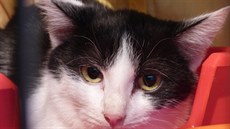 Bude mít novou rodinu?