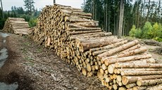 Vytěžené dřevo v lesích na Dačicku, které napadl kůrovec.