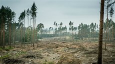 Krovec nií státní i soukromé lesy na Daicku.