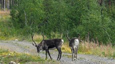 Sobi. Okres Kiruna, védsko