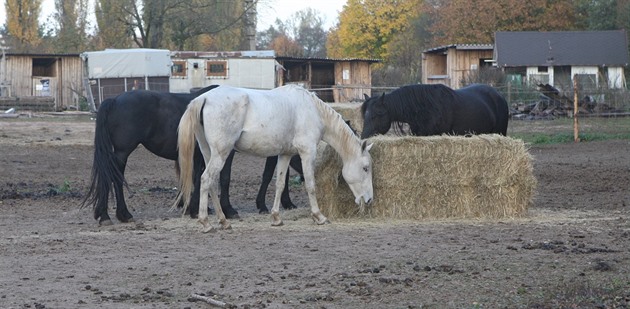 Výbh s koni ve Zbchu u Plzn, kde musela veterináka utratit jednoho...