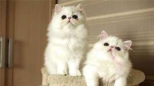 Perská kočka: šlechtěná společnice pro náročné