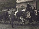 Prvod s volským potahem Daicemi jako symbolický poheb Rakouska-Uherska (4....