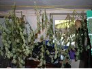 Podivný zápach ze sklepa inovního domu v Brn dovedl policisty k marihuan...