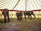 Stan pro slony v cirkuse Humberto.