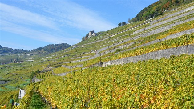 Vinice Lavaux je zapsan v seznamu UNESCO.