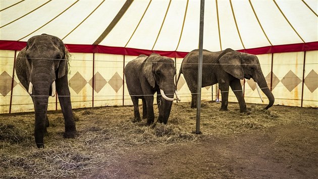 Stan pro slony v cirkuse Humberto.
