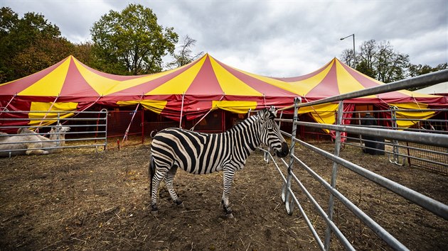 Zebra ve venkovnm vbhu.