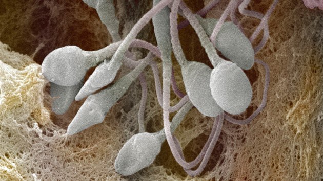 Ular o‘qituvchini jinsiy aloqa qilishga undashgan Robot porno filmlarni sikadi