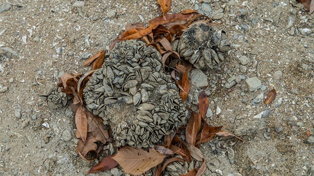 Pod nohama u Spyty chroupaly uschl� sl�vky (19. 10. 2018).