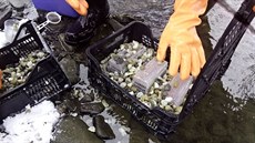 Obyejná plastová krabika pomohla jablunkovským rybám jindy tém prázdné...