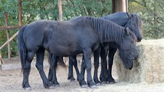 Výbh s koni ve Zbchu u Plzn, kde musela veterináka utratit jednoho...