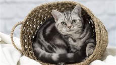 Britská kočka ve zbarvení, které se objevilo v reklamě na kočičí žrádlo.