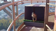 Samice sokola st�hovavého na komín� v �eskobud�jovickém Novém Vrát�.