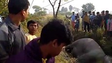 Sedm slon zabilo v Indii elektrické vedení