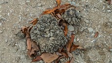 Pod nohama u Spyty chroupaly uschlé slávky (19. 10. 2018).