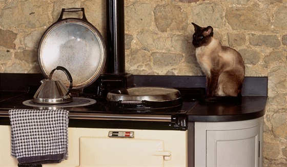Kočku známe jako parťáka v kuchyni, který čeká na své sousto. V jiných zemích...