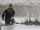 Rybáři na Vysočině již začali s výlovy některých rybníků. Štěpnický rybník v...