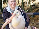Odchyt pelik�n� ve dvorsk� zoo (31.10.2018).
