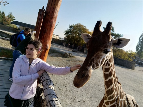 Ke královédvorské zoo odjakiva patí irafy. Ve výbhu jsme jich napoítali...