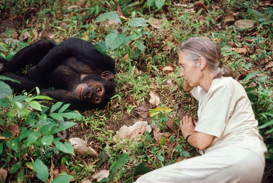 Jane Goodallová se výzkumu sociálního ivota impanz vnovala tyi desítky...