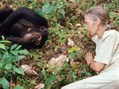 Jane Goodallová se výzkumu sociálního �ivota �impanz� v�novala �ty�i desítky...