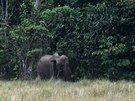 Takto zblízka se tentokrát Hance podailo potkat slony, povauje to za ohromné...