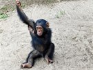 impanzí sirotek v Tchimpounga Chimpanzee Rehabilitation Centre, zaloeném...