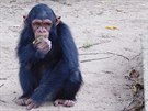 impanzí sirotek v Tchimpounga Chimpanzee Rehabilitation Centre, zaloeném...
